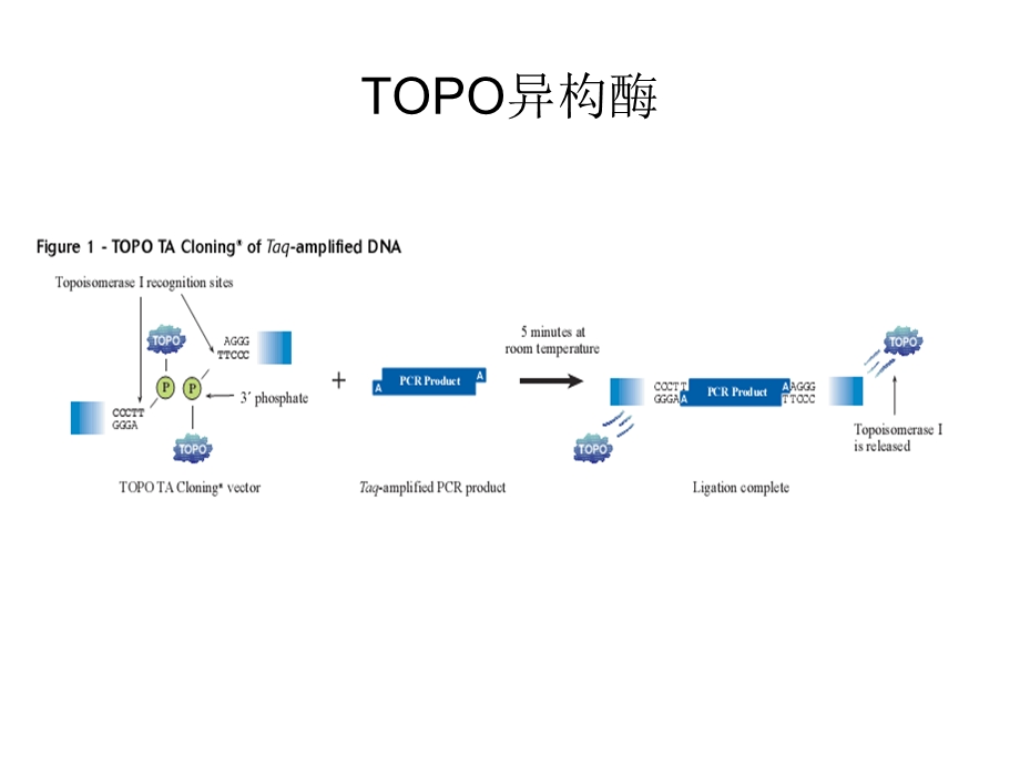 实验室常用载体介绍(Gateway技术)ppt课件.ppt_第3页