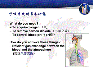 呼吸系统疾病的病理生理学课件.ppt