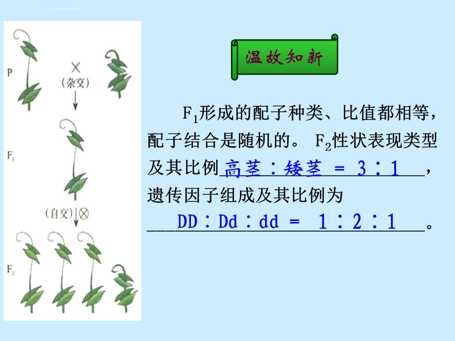 孟德尔的豌豆杂交实验(二)ppt1优秀课件.ppt_第2页