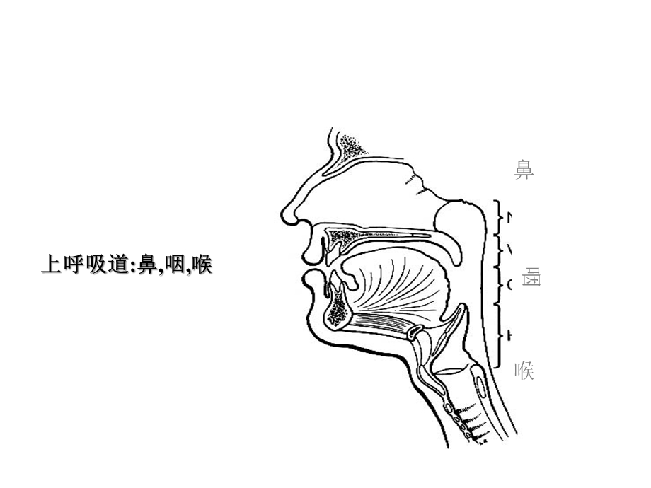 呼吸系统疾病病人护理常规课件.ppt_第3页