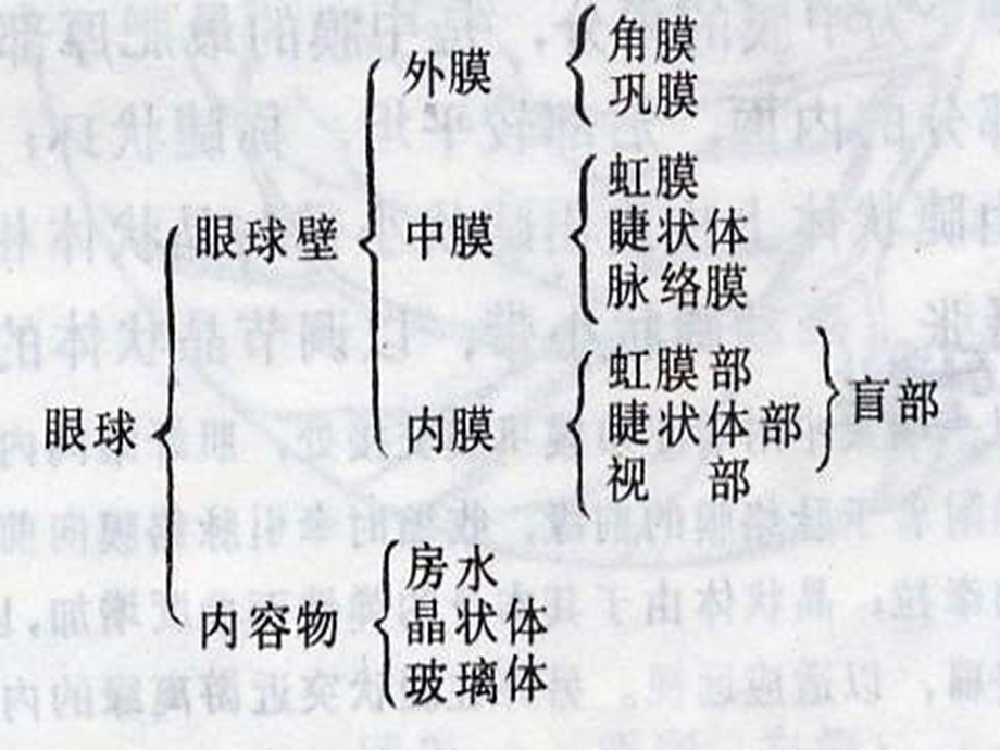 基础医学解剖生理学眼课件.pptx_第2页