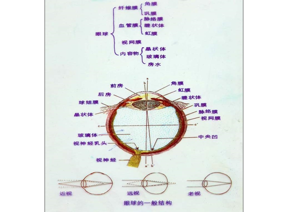 基础医学解剖生理学眼课件.pptx_第3页