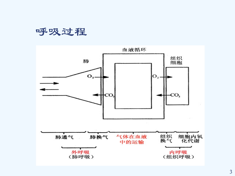 呼吸生理及肺功能测定课件.ppt_第3页