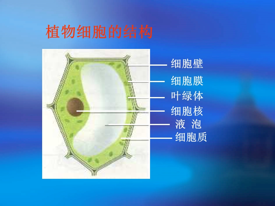 实验观察人的口腔上皮细胞ppt课件.ppt_第2页