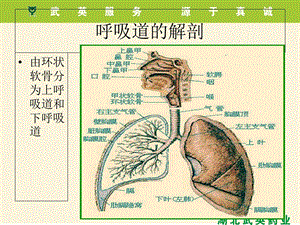 呼吸系统疾病及用药课件.ppt