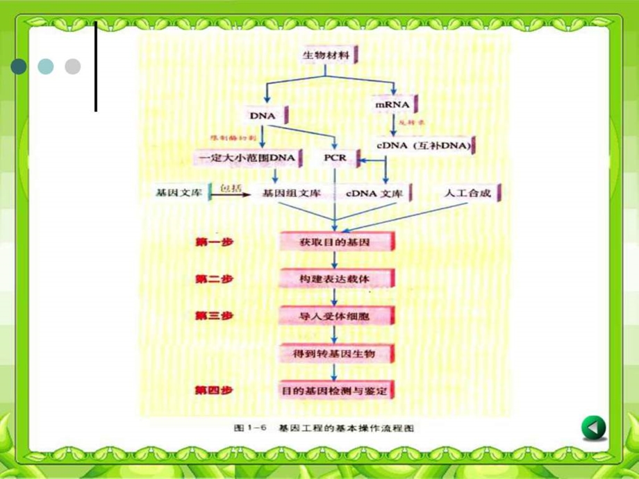 基因工程的基本操作程序参考课件.pptx_第2页