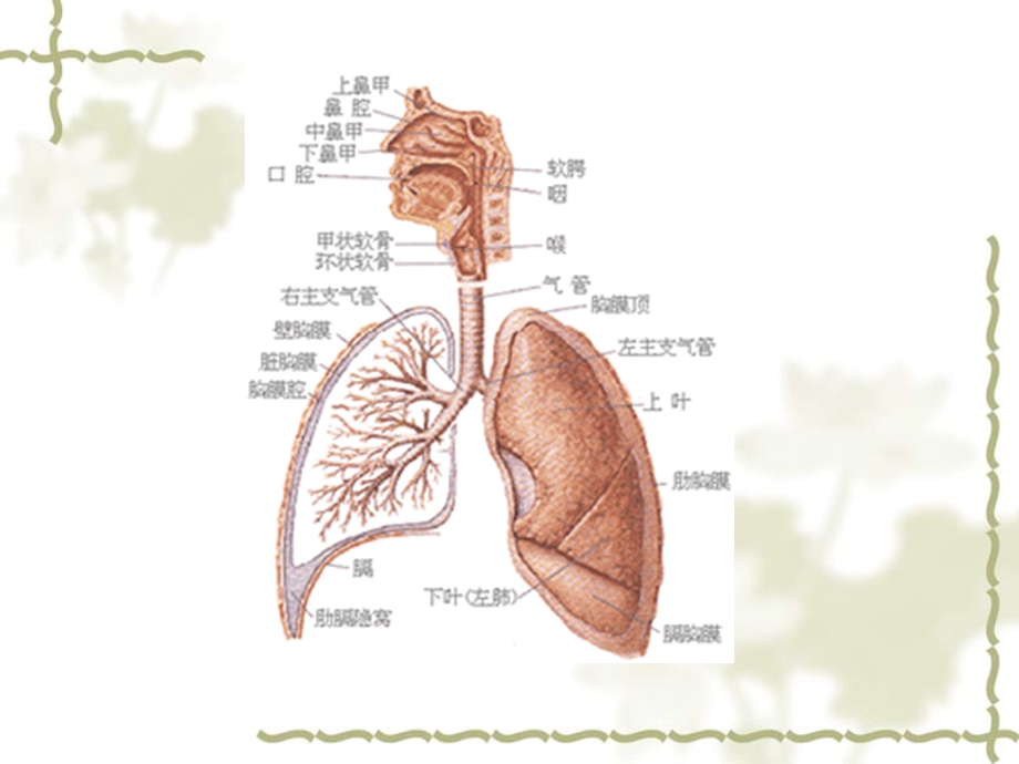 呼吸系统疾病与保健21xia课件.pptx_第2页