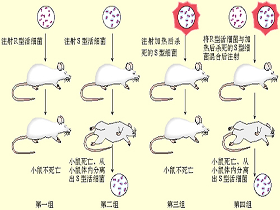 复习第3章基因的本质课件.ppt_第3页