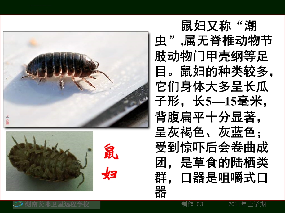 土壤中的常见小动物ppt课件.ppt_第3页