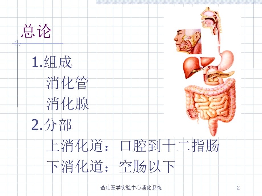 基础医学实验中心消化系统课件.ppt_第2页