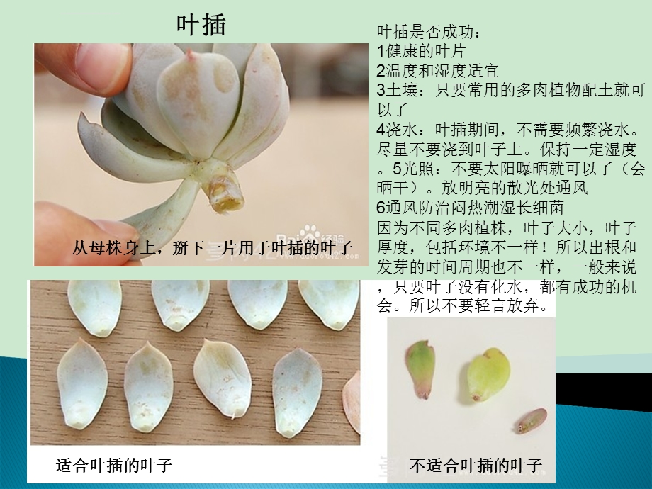 多肉植物种植技巧ppt课件.ppt_第2页