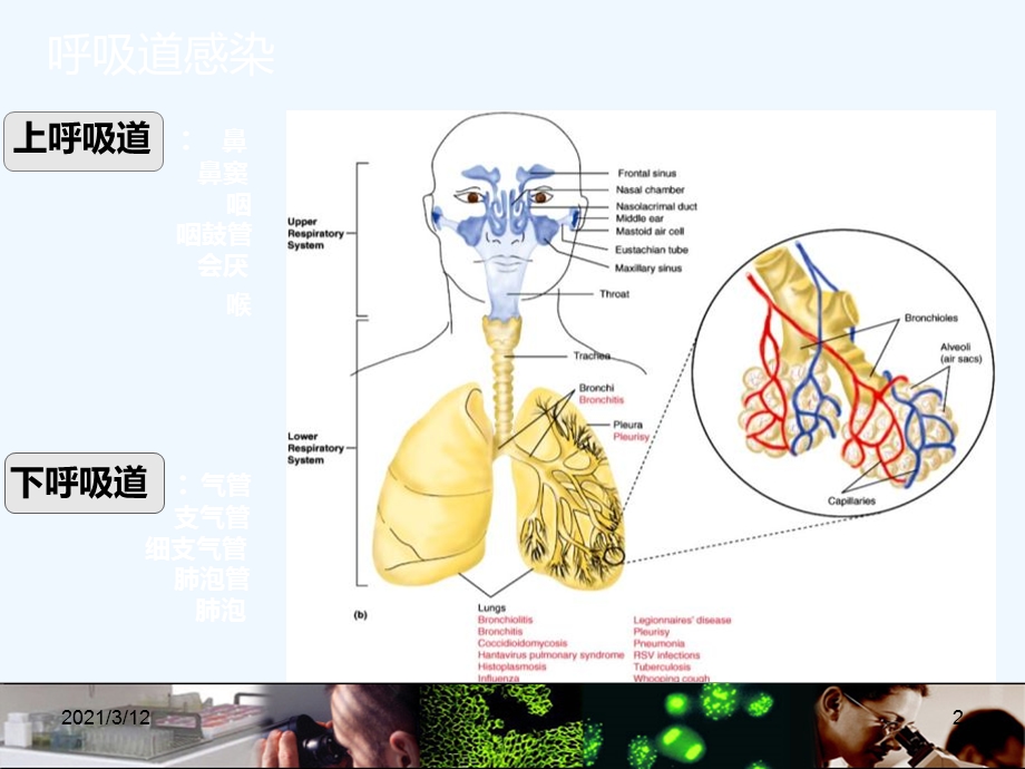 呼吸道病原体谱课件.ppt_第2页