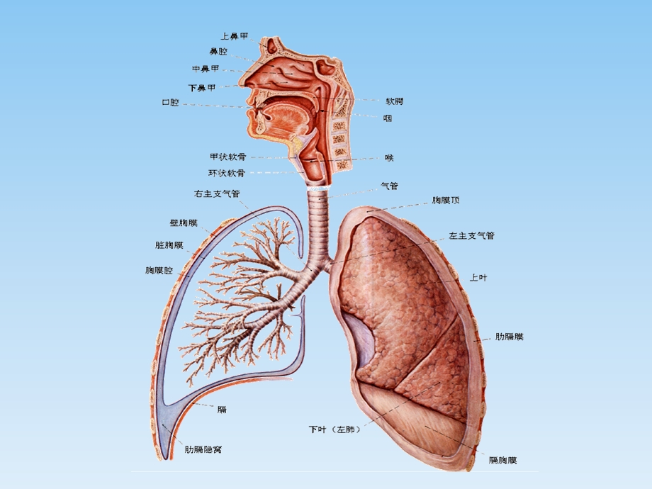 呼吸系统解剖ppt课件.ppt_第2页