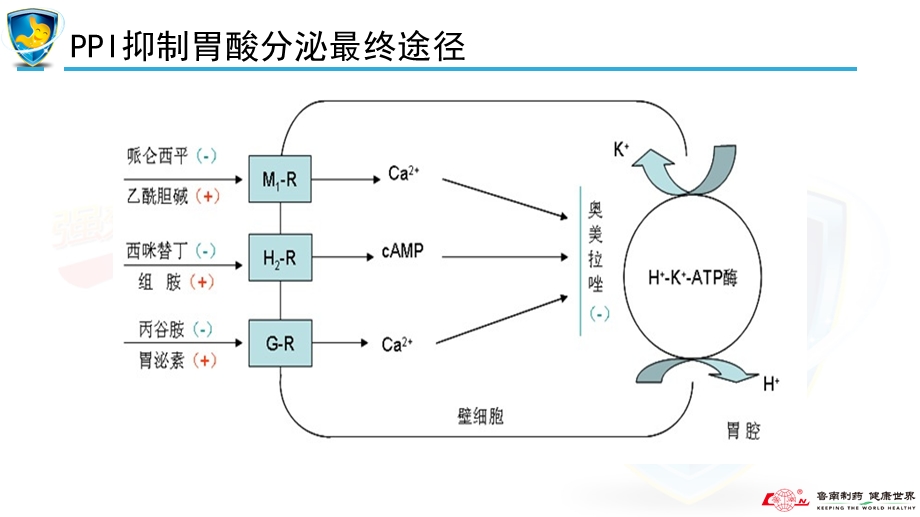 奥美拉唑口服制剂临床应用ppt课件.ppt_第3页