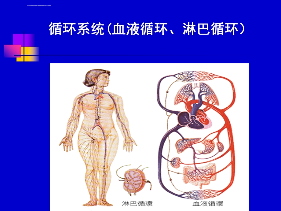 学前儿童循环系统ppt课件.ppt_第2页