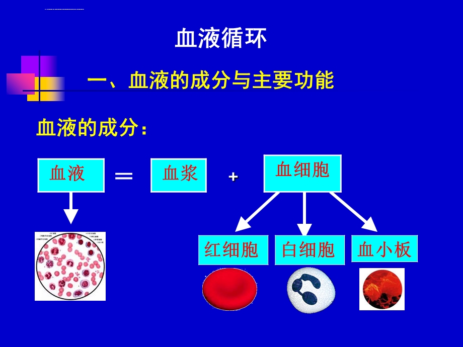 学前儿童循环系统ppt课件.ppt_第3页