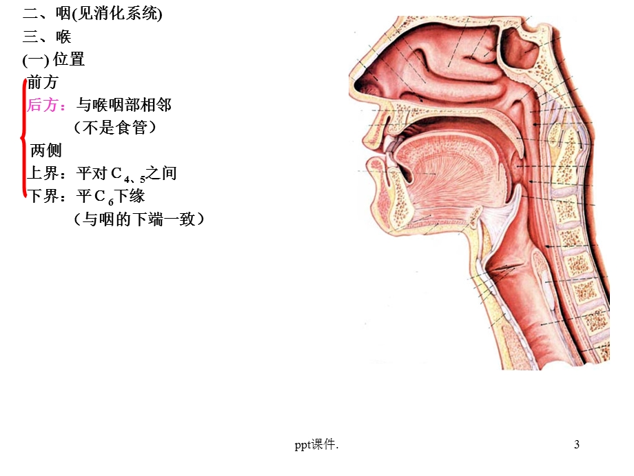 呼吸系统解剖学精选课件.ppt_第3页