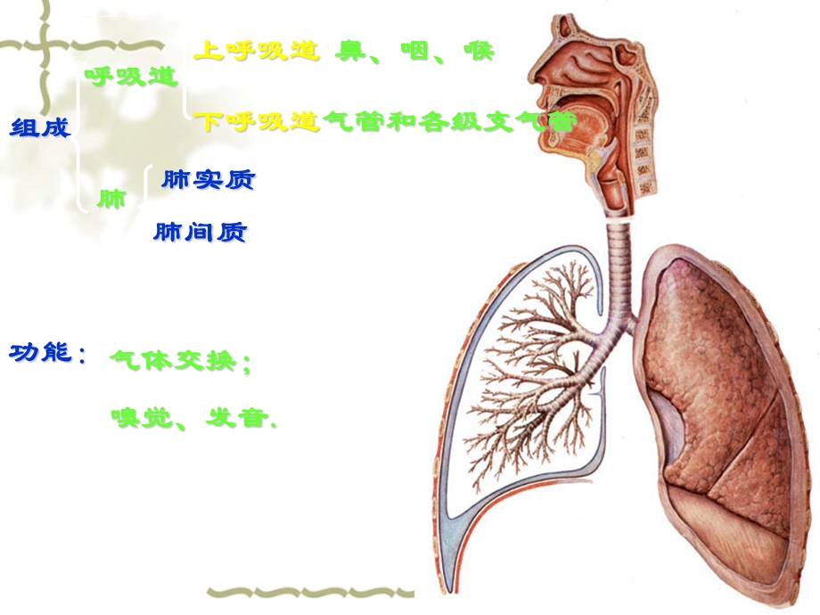 呼吸系统的解剖及功能ppt课件.ppt_第2页