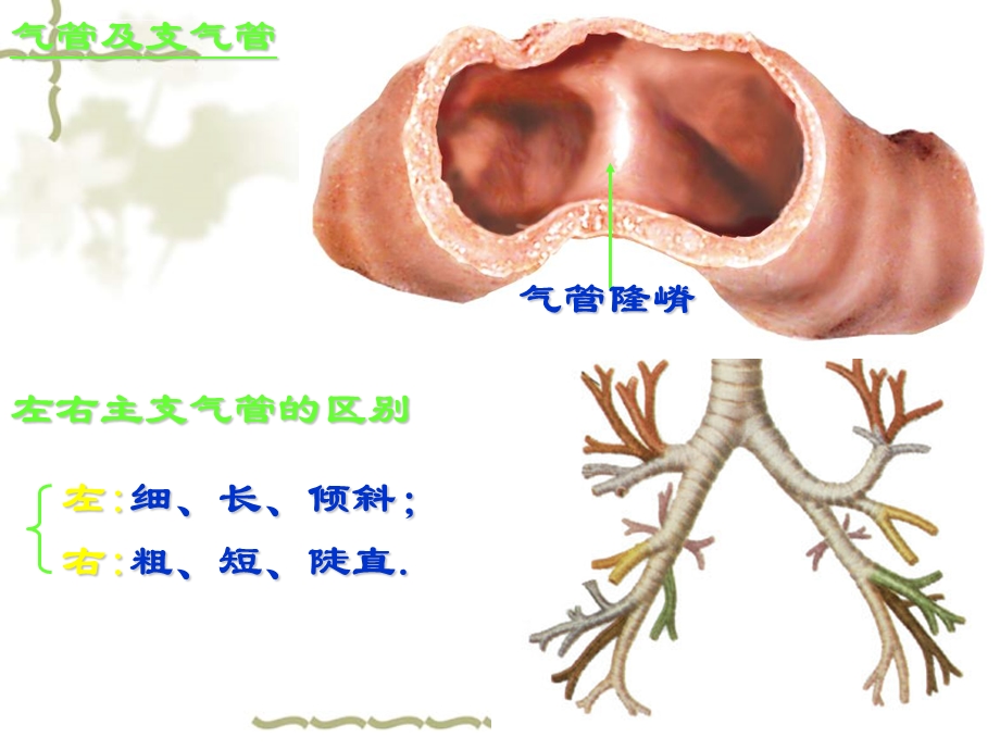 呼吸系统的解剖及功能ppt课件.ppt_第3页