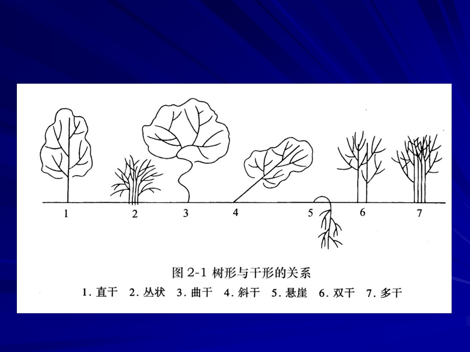 园林树木整形修剪ppt课件.ppt_第3页