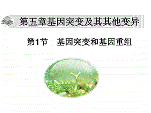 基因突变和基因重组(上课用课件).ppt