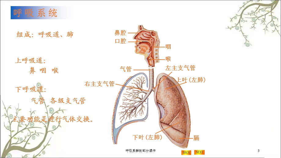 呼吸系解剖部分课件.ppt_第3页