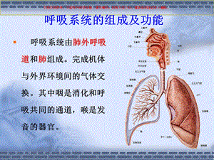 呼吸系统医学知识专题讲座培训课件.ppt