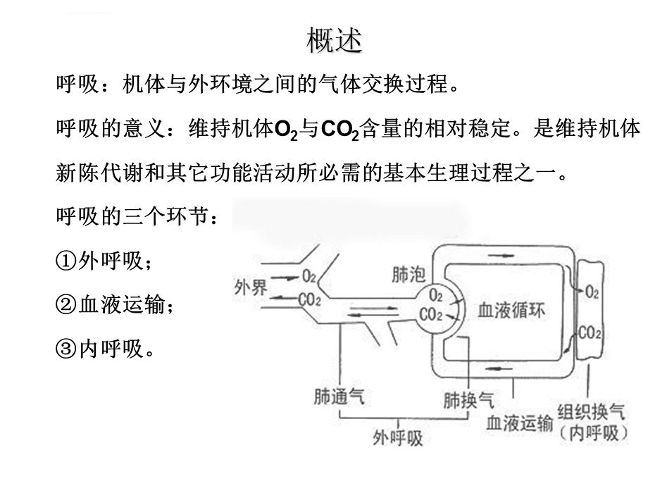 呼吸系统解剖与生理申志扬ppt课件.ppt_第2页