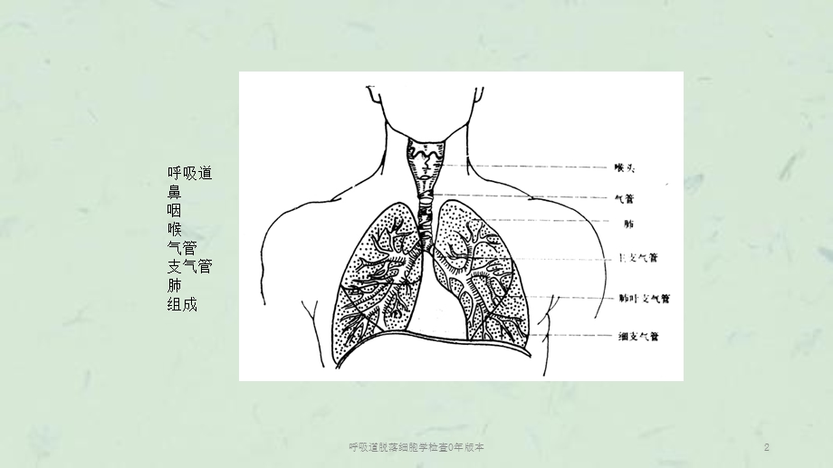 呼吸道脱落细胞学检查0年版本课件.ppt_第2页