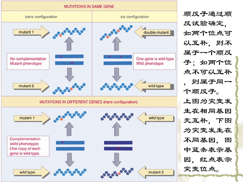 基因和基因组课件.ppt_第3页