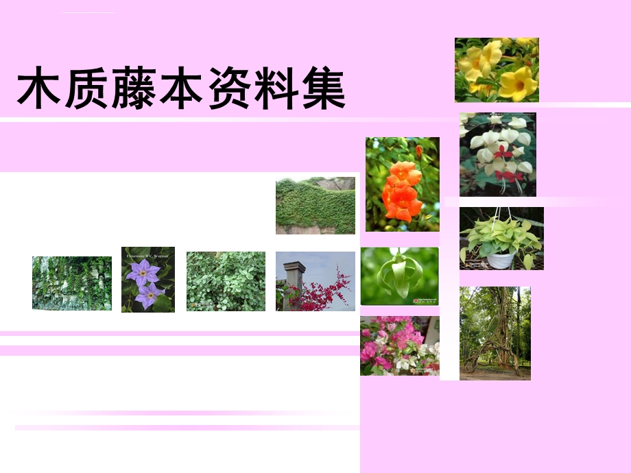 园林常用藤本植物ppt课件.ppt_第1页