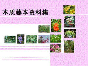 园林常用藤本植物ppt课件.ppt