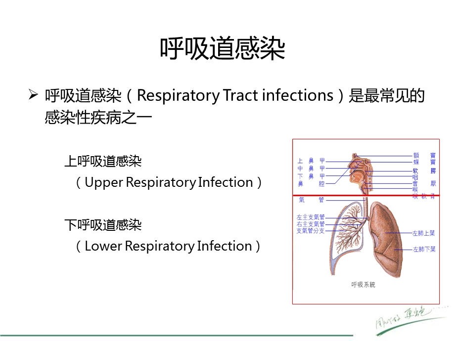 呼吸道病原体检测在临床中的应用ppt课件.pptx_第3页