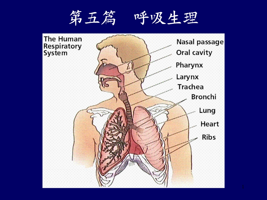 呼吸生理一课件.ppt_第1页