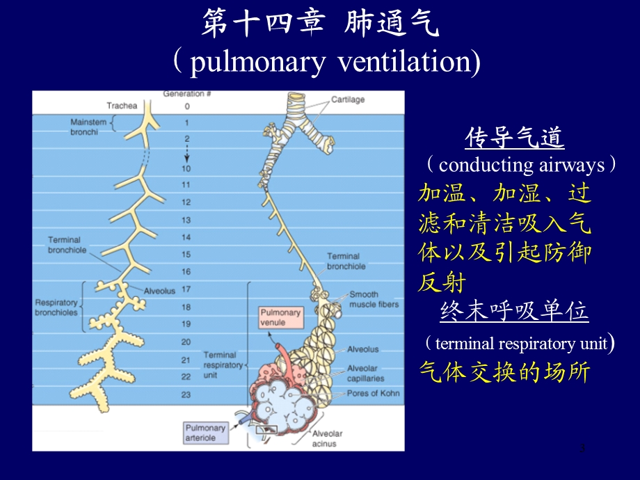 呼吸生理一课件.ppt_第3页