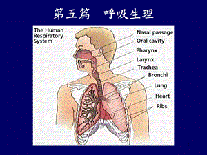 呼吸生理一课件.ppt