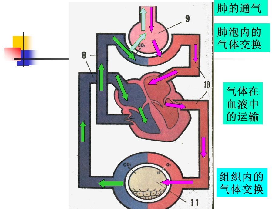 呼吸的过程——课件.ppt_第3页