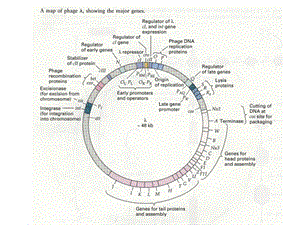 噬菌体的裂解途径和溶原化途径的选择和调控[课件].pptx