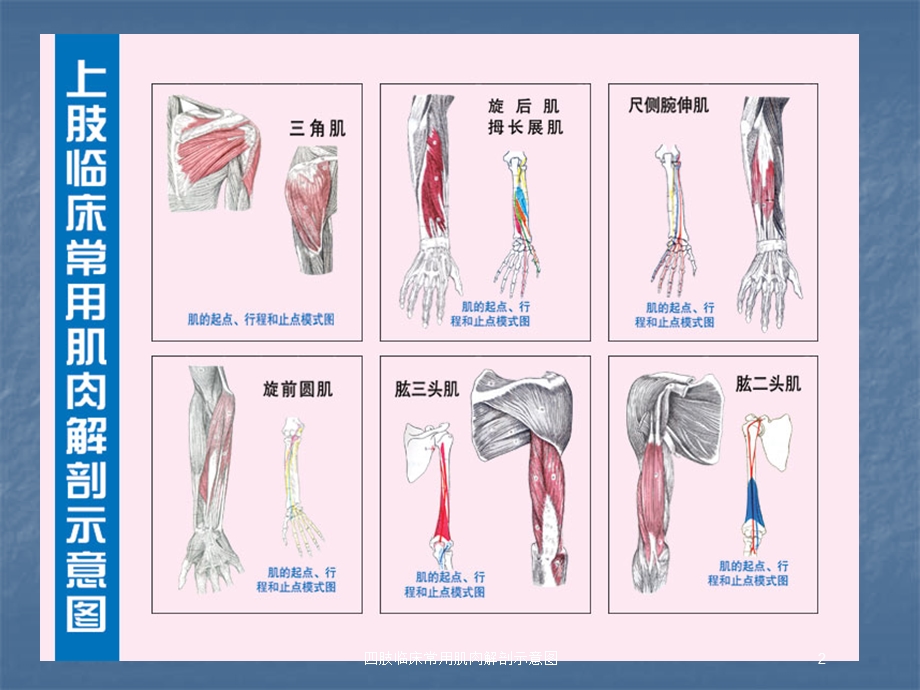 四肢临床常用肌肉解剖示意图培训课件.ppt_第2页