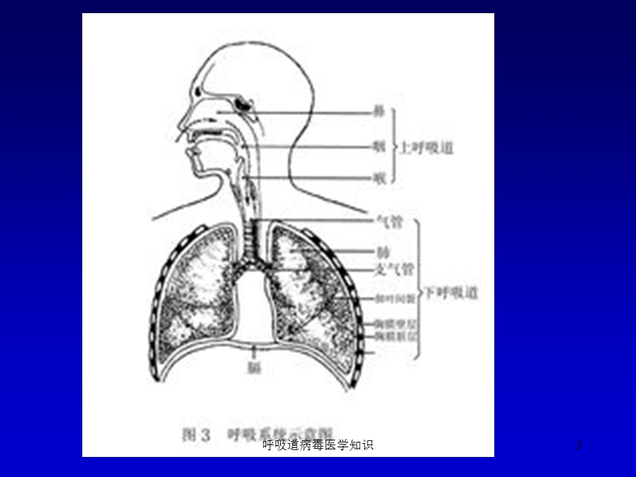 呼吸道病毒医学知识培训课件.ppt_第3页