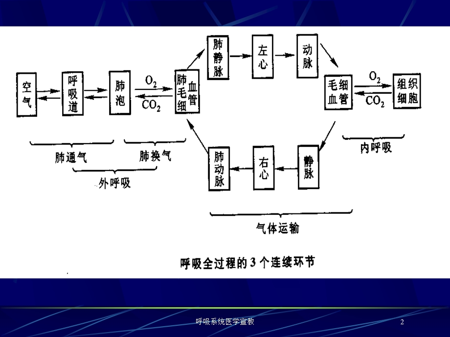 呼吸系统医学宣教培训课件.ppt_第2页