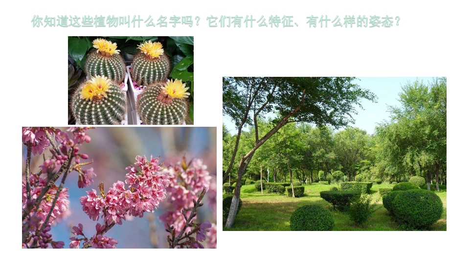 四年级下册美术《植物写生》人美版课件.pptx_第2页