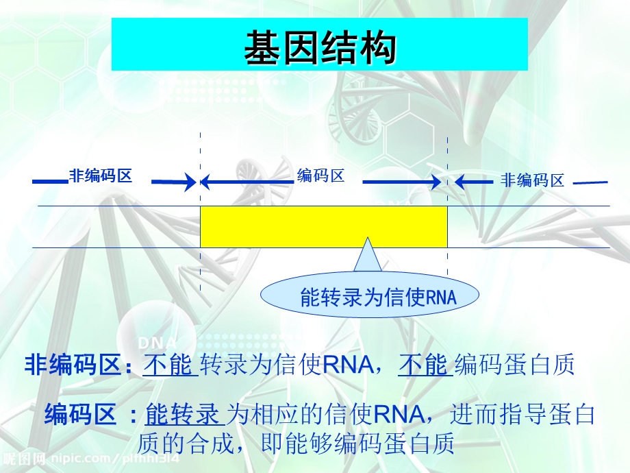 基因的结构ppt课件.ppt_第3页