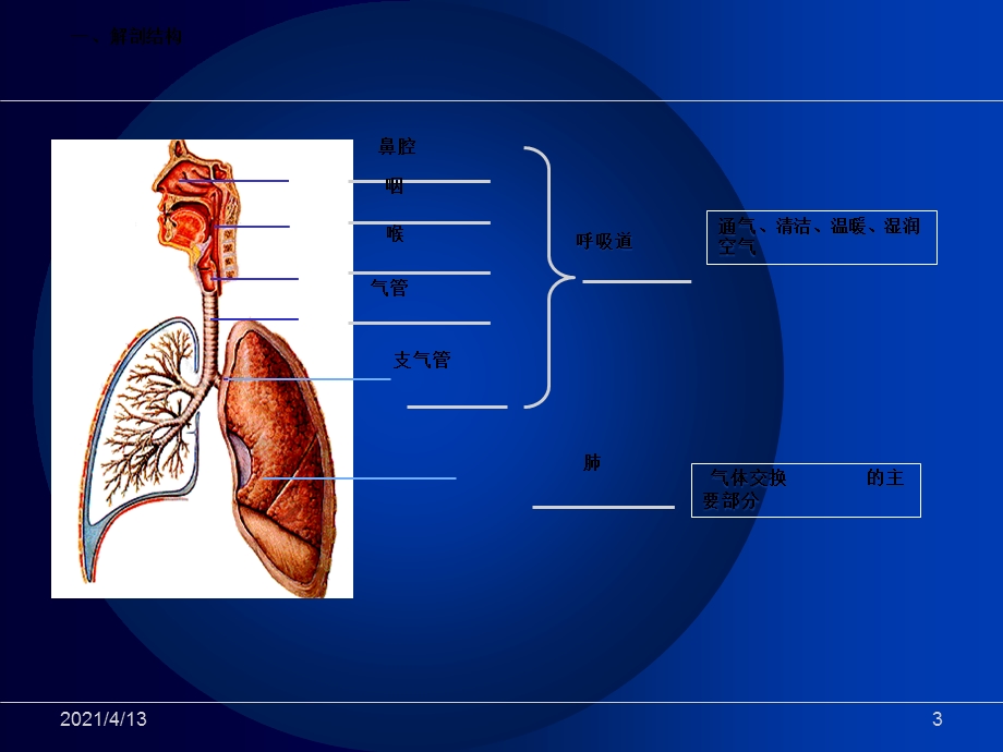 呼吸系统基础知识课件.ppt_第3页