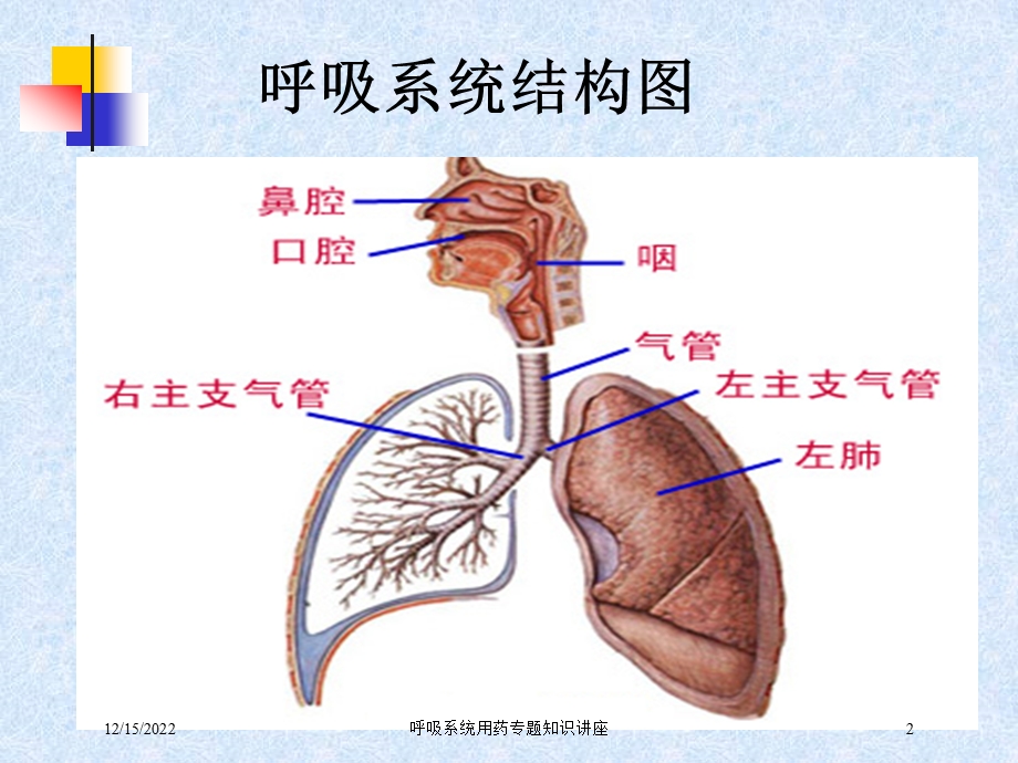 呼吸系统用药专题知识讲座培训课件.ppt_第2页