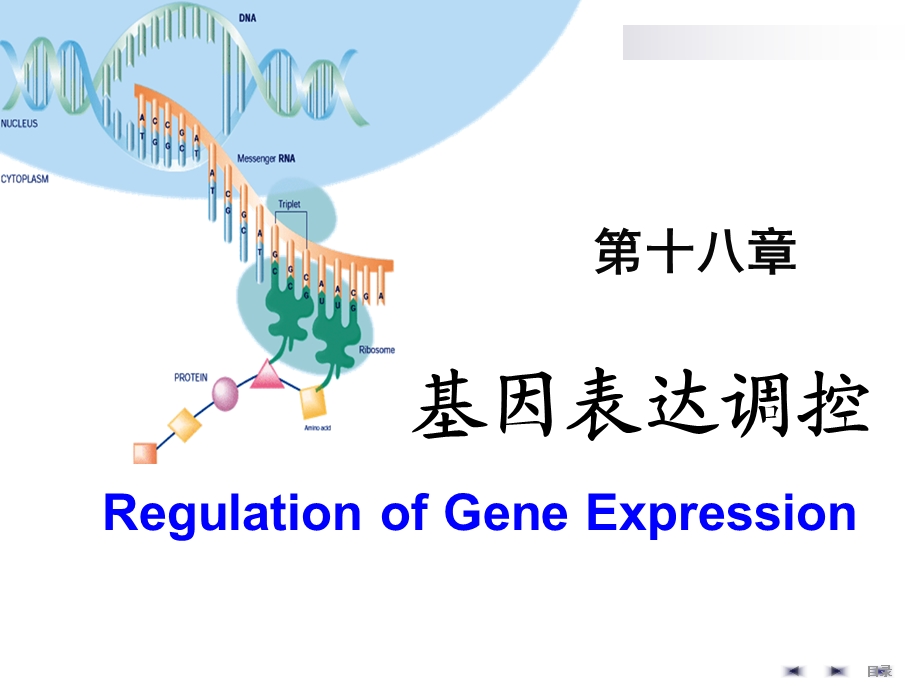 基因表达调控课件.ppt_第1页