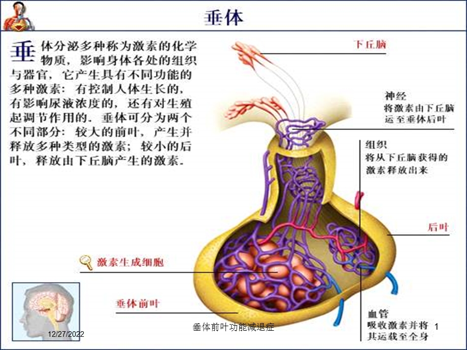 垂体前叶功能减退症培训课件.ppt_第1页