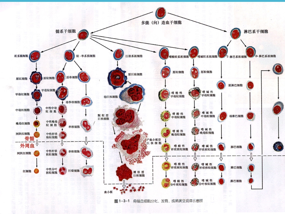 外周血常规解读ppt课件.ppt_第3页