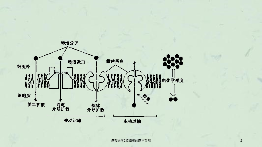 基础医学2版细胞的基本功能课件.ppt_第2页