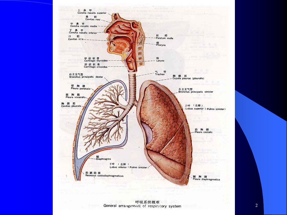 呼吸系统知识讲座培训课件.ppt_第2页